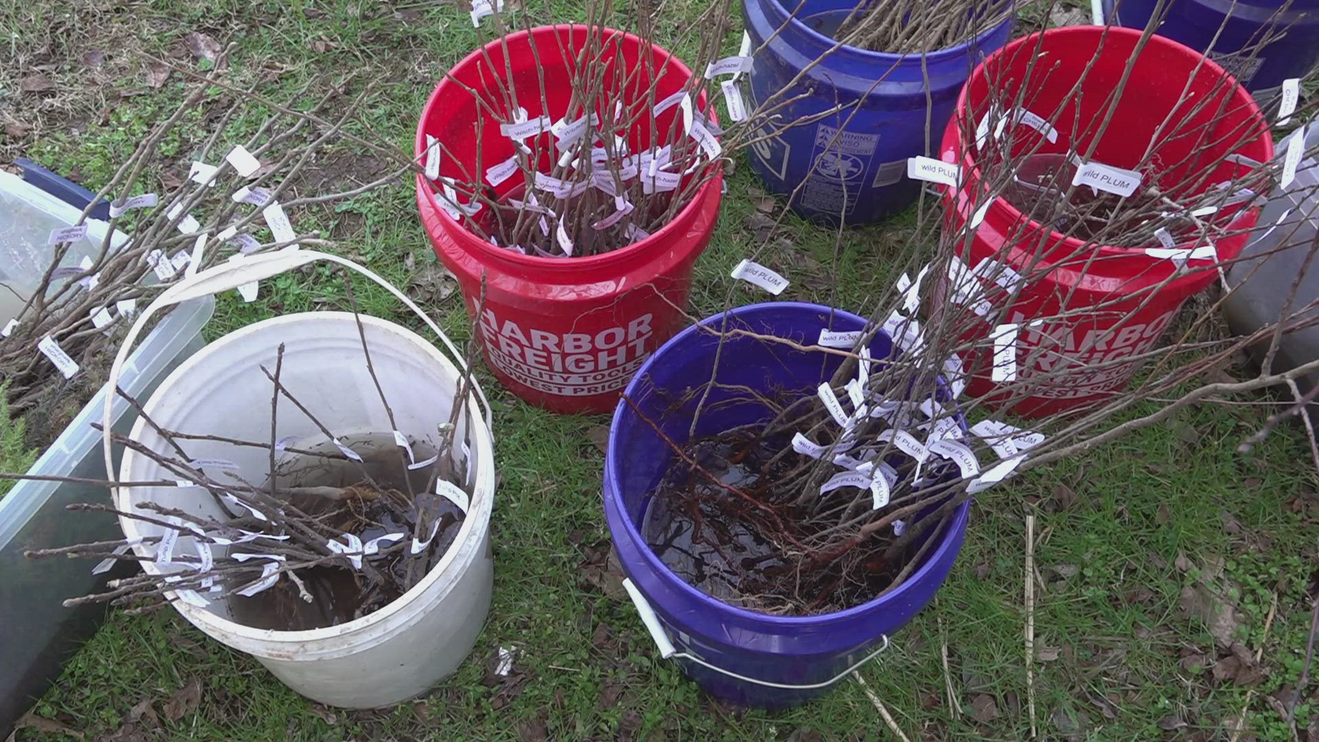 Here in Knoxville, the group "Keep Knoxville Beautiful" helped give away more than 500 trees last week. 