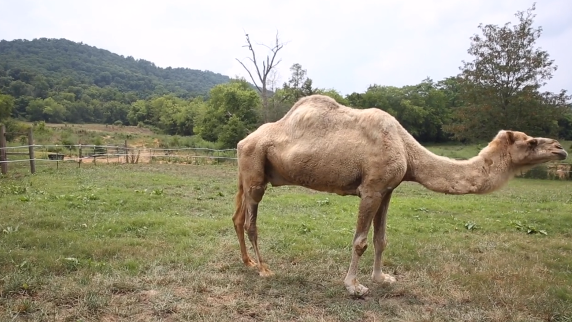 Sweet, sweet retirement Zoo Knoxville's camel retires to local farm