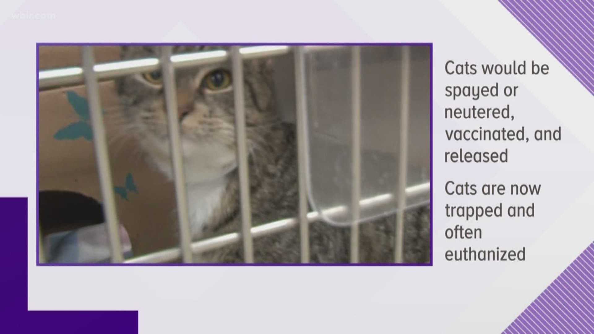 Under the new ordinance, cats would be spayed or neutered, vaccinated and then released right back where they were found. That's a change from the current practice of capturing stray cats and euthanizing them in an attempt to control the population.