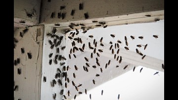 Black Flies Force Iowa Homeowners Inside Take The Lives Of 17