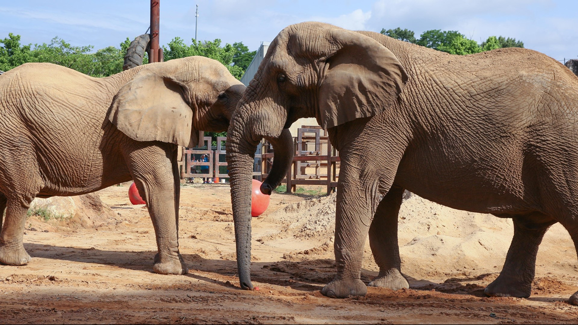 Elephants at Zoo Knoxville getting to know each other better