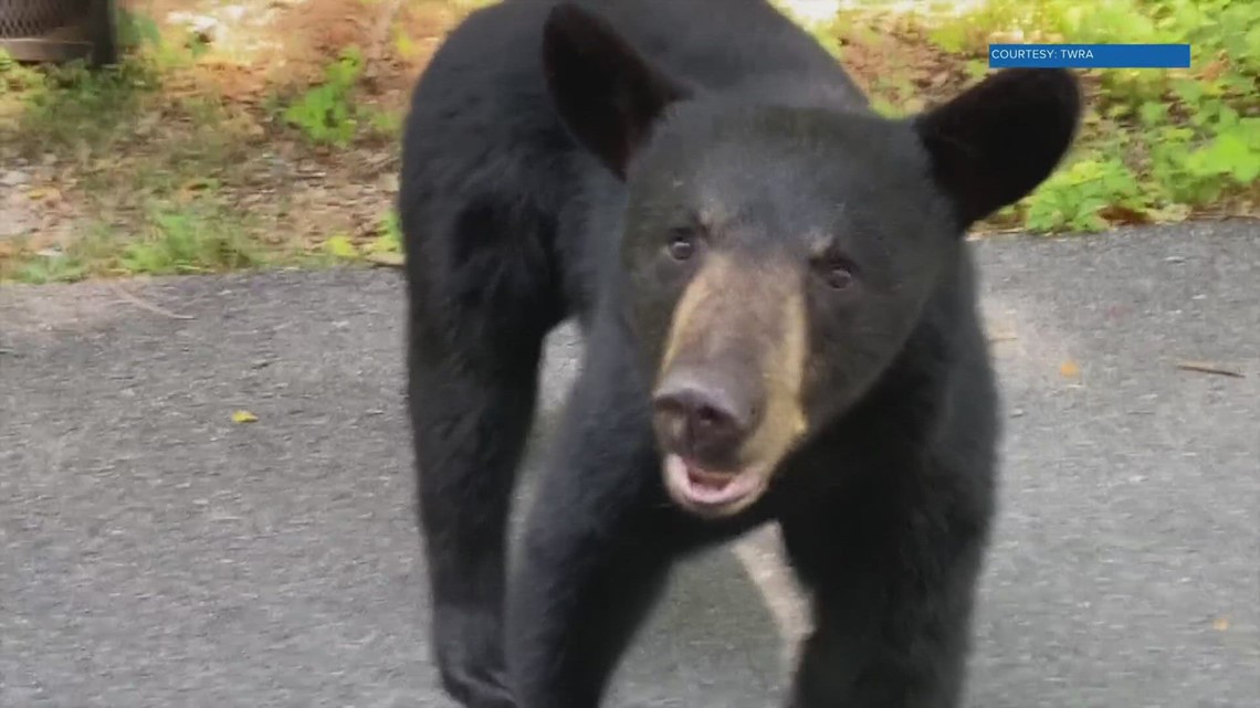 Twra Report: The Bear That Met Its Match In Sevierville (Elderly Man!) - z2gmruf