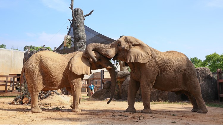 Zoo Knoxville to move its 3 elephants to sanctuary in Middle Tennessee