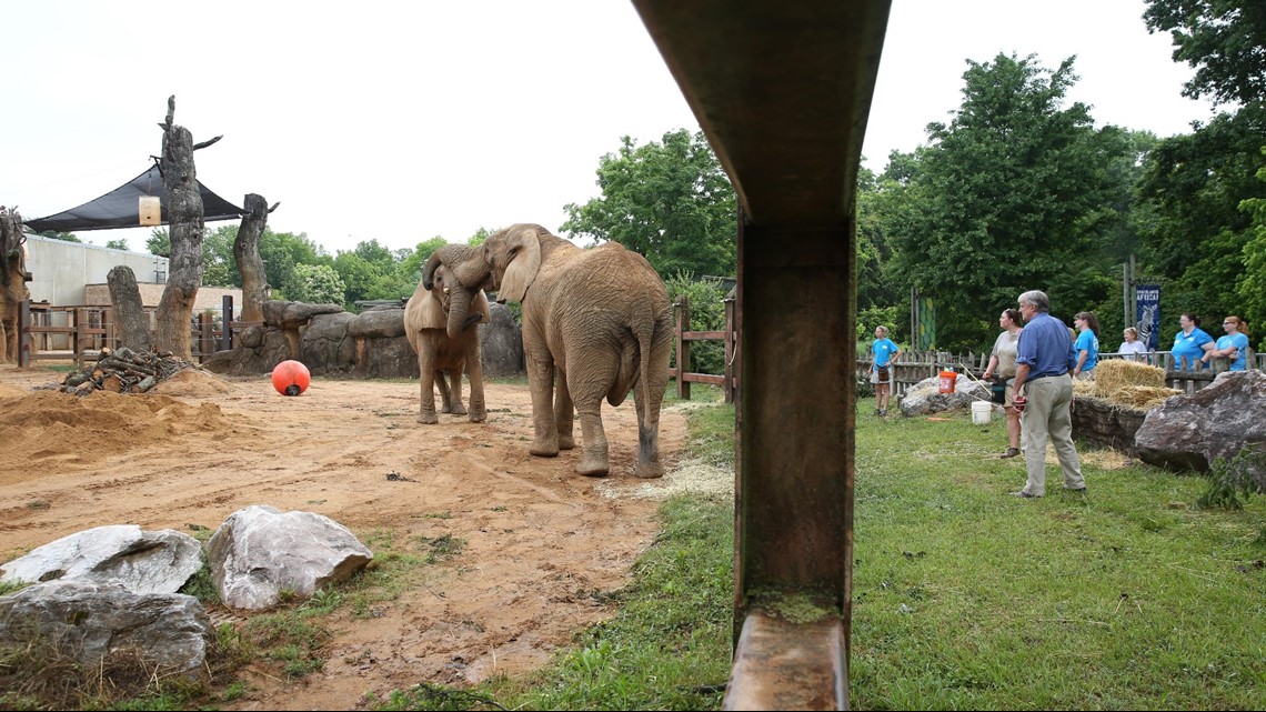 PHOTOS Zoo Knoxville elephants have play dates to see how they get