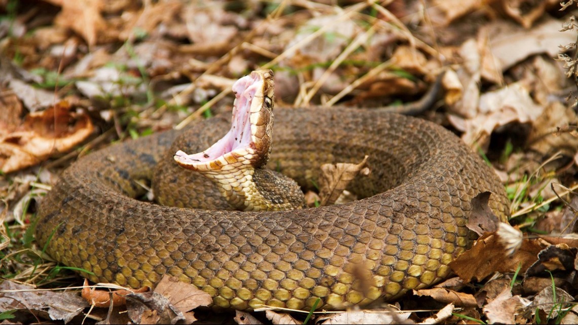 east tennessee snake identification