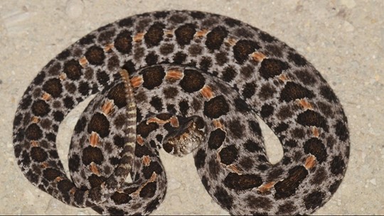 Hiss! Here Are The Four Venomous Snakes Of Tennessee | Wbir.com