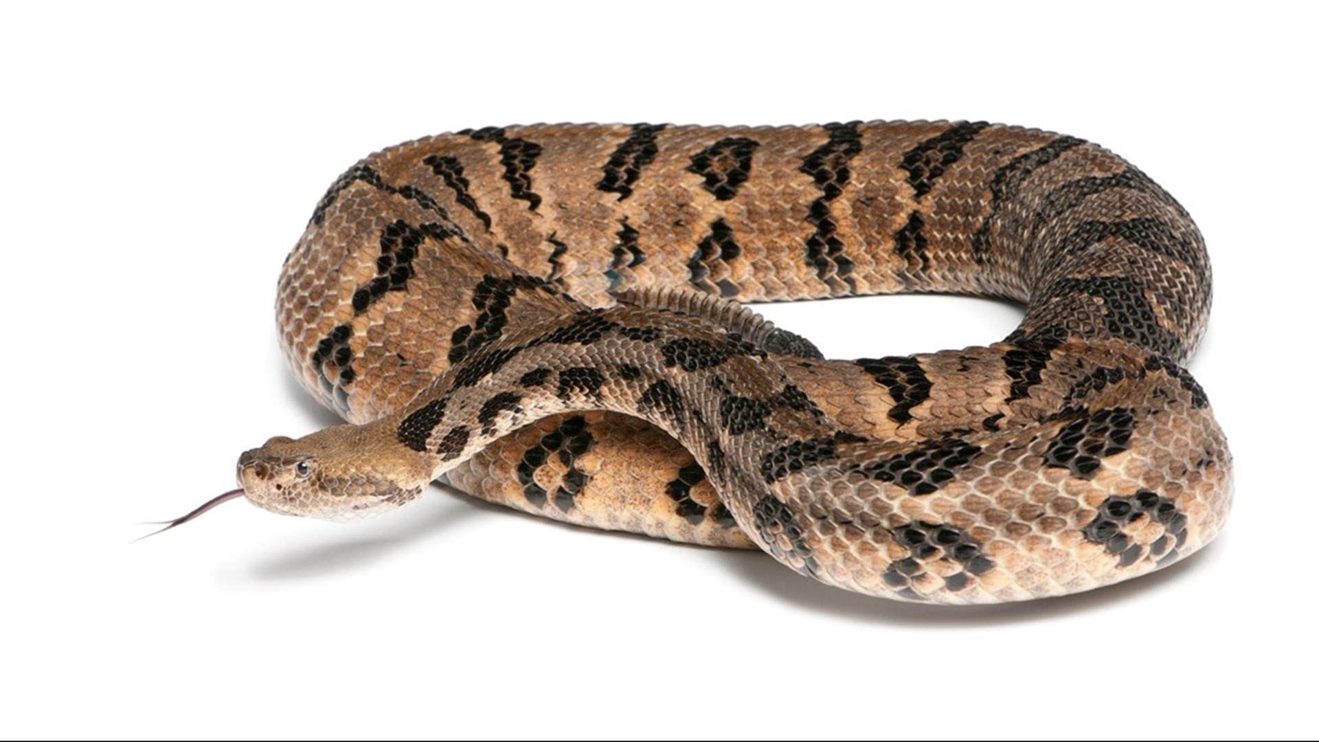 Hiss! Here Are The Four Venomous Snakes Of Tennessee | Wbir.com