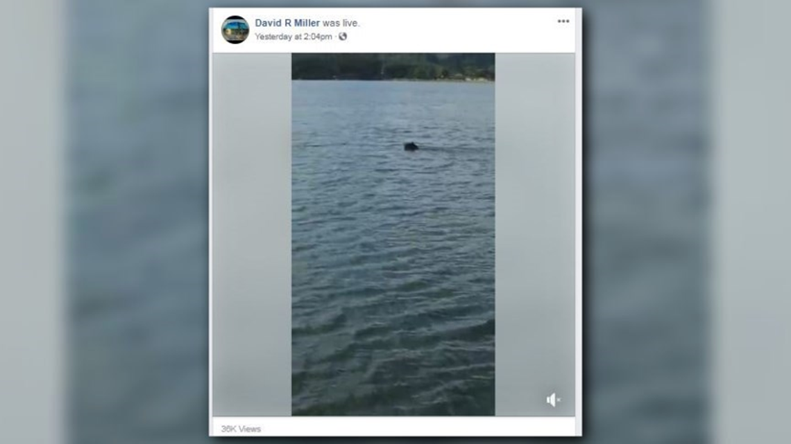 Bear goes for swim in Cherokee Lake