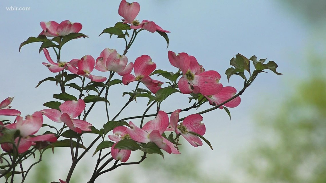 Dogwood Trails set to open April 1 - Vimarsana News