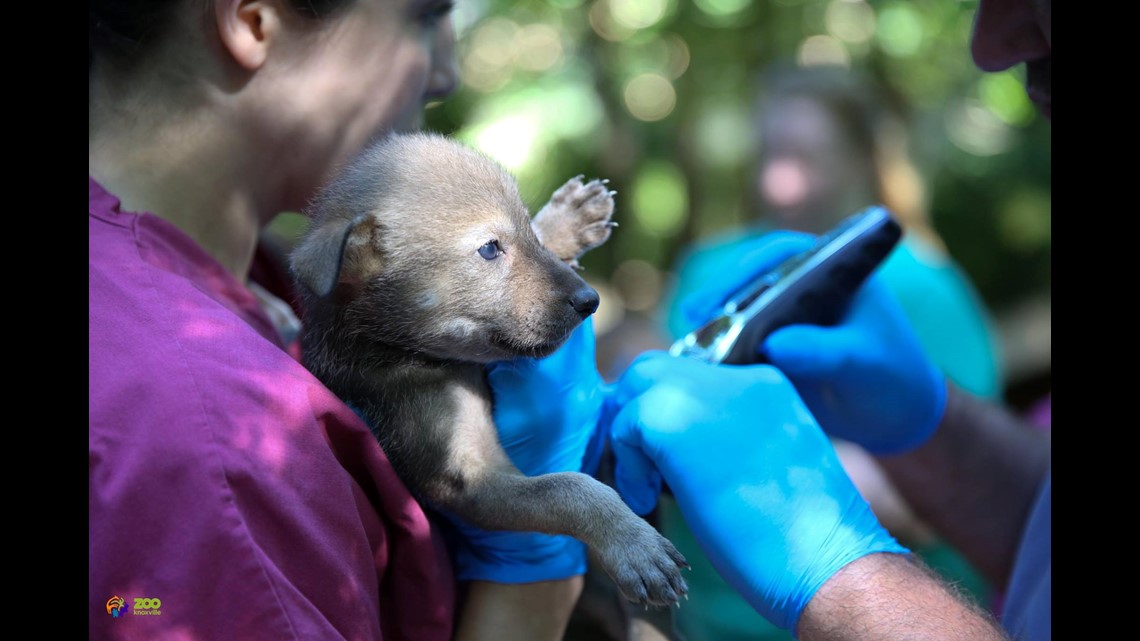 Pupdate! 8 very rare red wolf pups at Zoo Knoxville doing great! | wbir.com