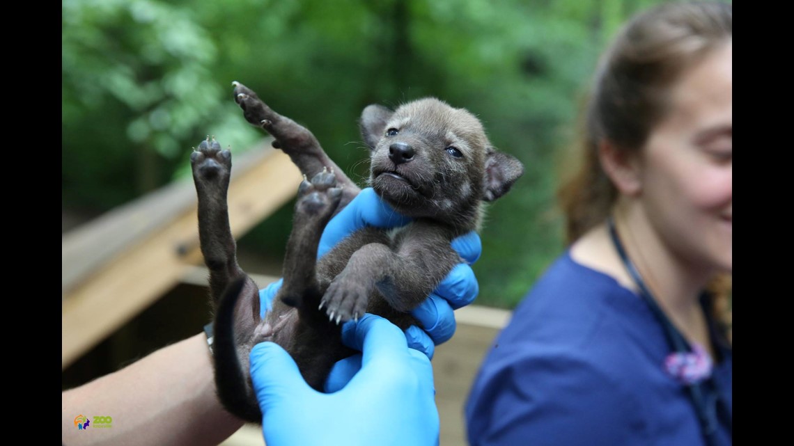 Pupdate! 8 very rare red wolf pups at Zoo Knoxville doing great! | wbir.com