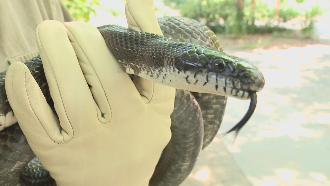 Snakes are back, here's how to keep them out of your home