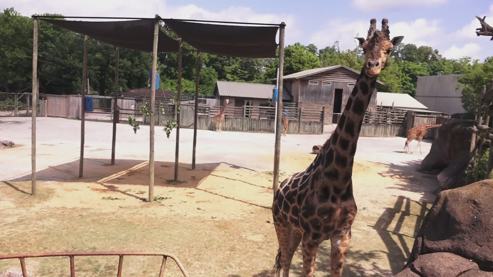 Zoo Knoxville says it is working to make the park a more diverse place.