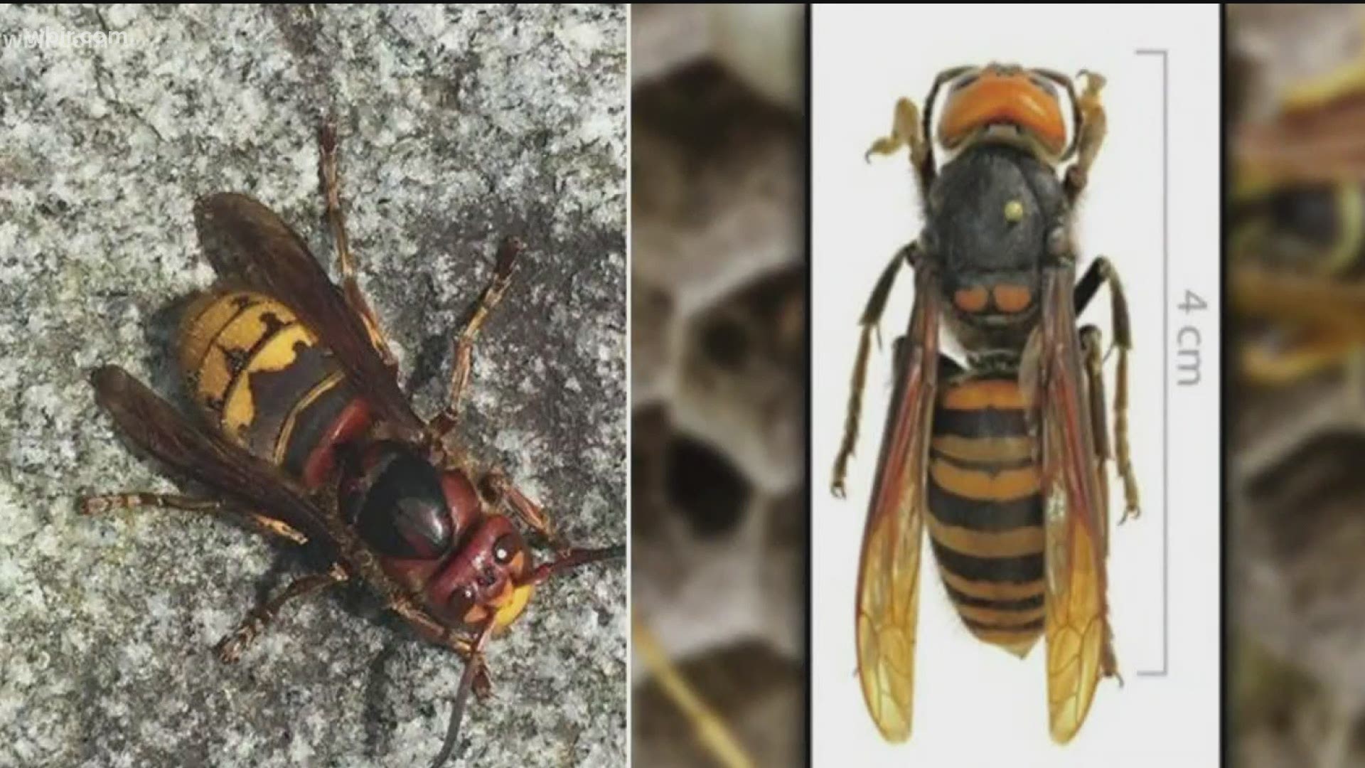 It's a big bug that is well known in Tennessee and some people are still confusing it with the Asian giant hornet-- also known as the murder hornet.