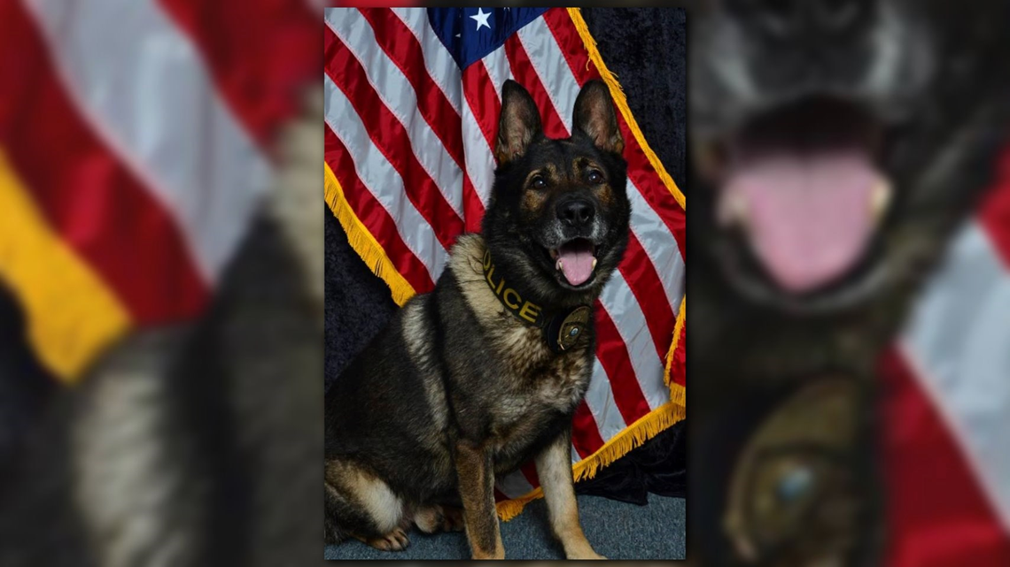 pigeon ridge german shepherds