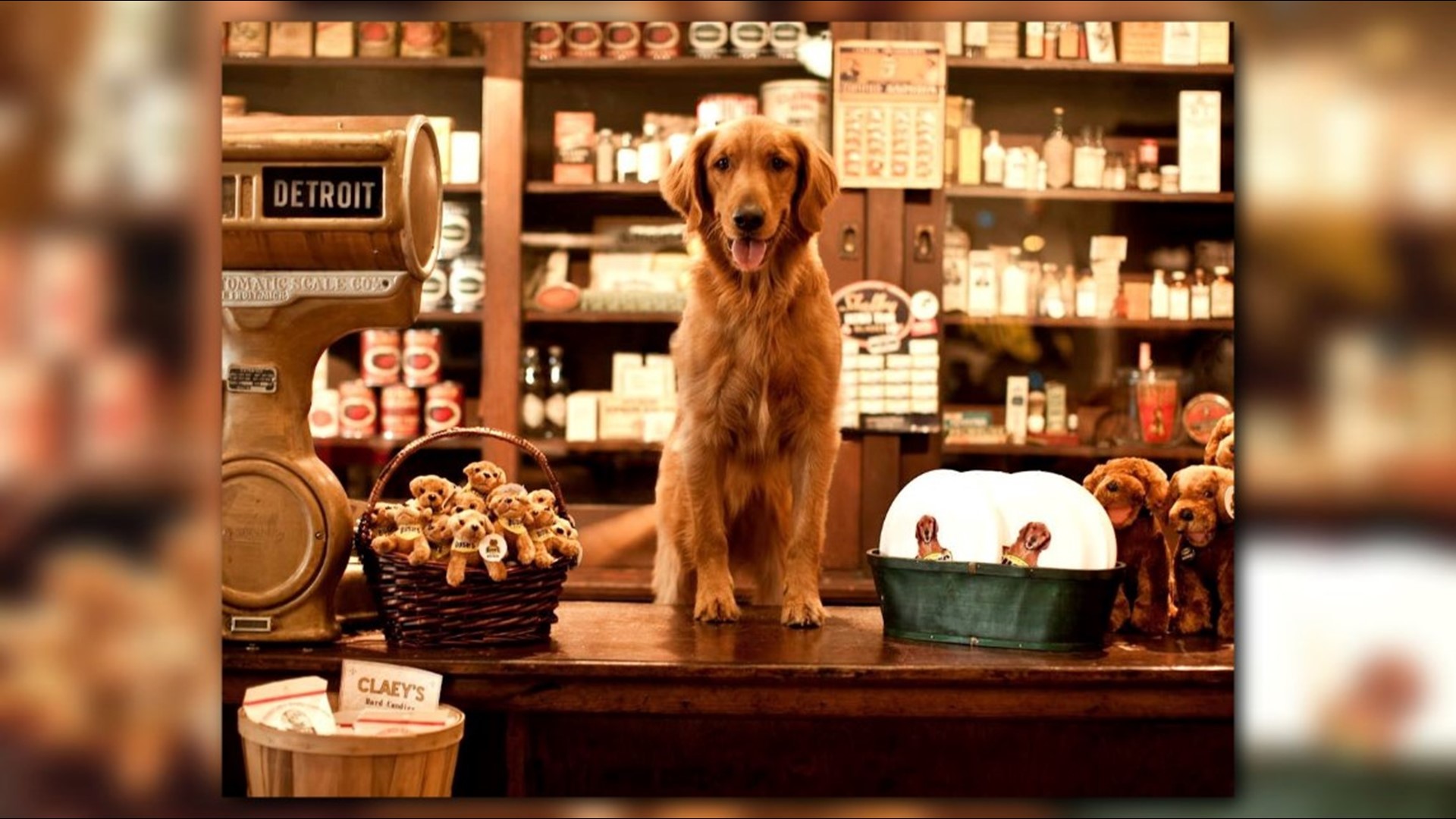 Dog who starred in Bush's baked beans commercials has died