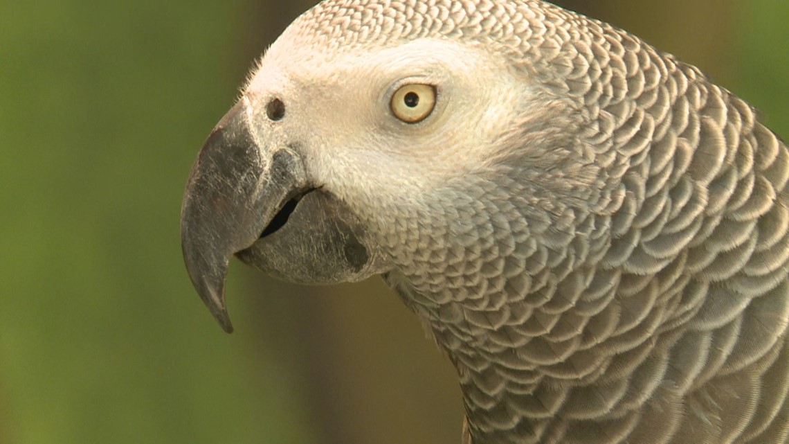 Einstein, Zoo Knoxville's African Grey parrot, shows off its