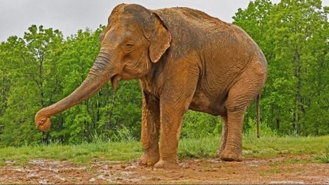 Third-oldest elephant in North America turning 70 at Tennessee Elephant