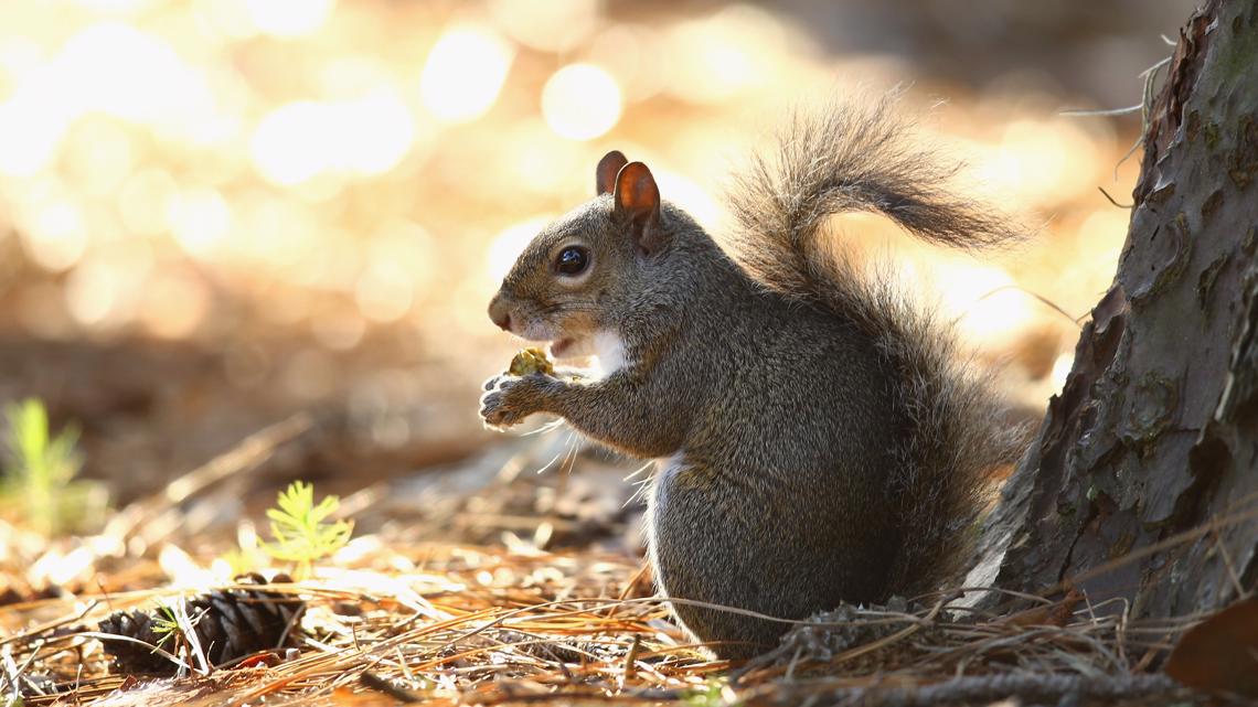 Tennessee's free hunting day, squirrel season starts Saturday