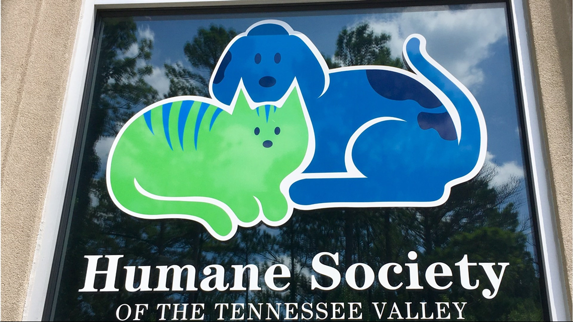 Humane Society of TN Valley takes in 60+ kittens after Campbell Co
