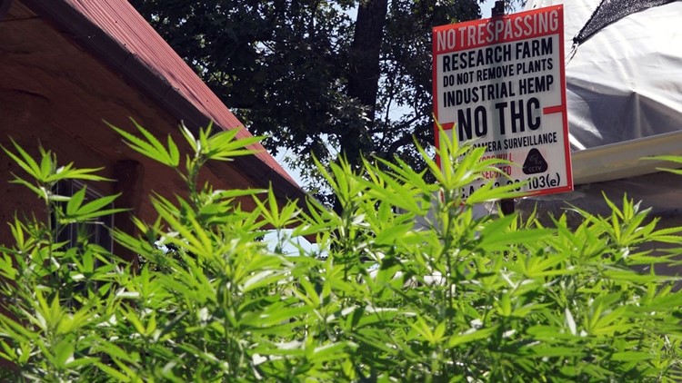 Industrial Hemp signs warn no THC