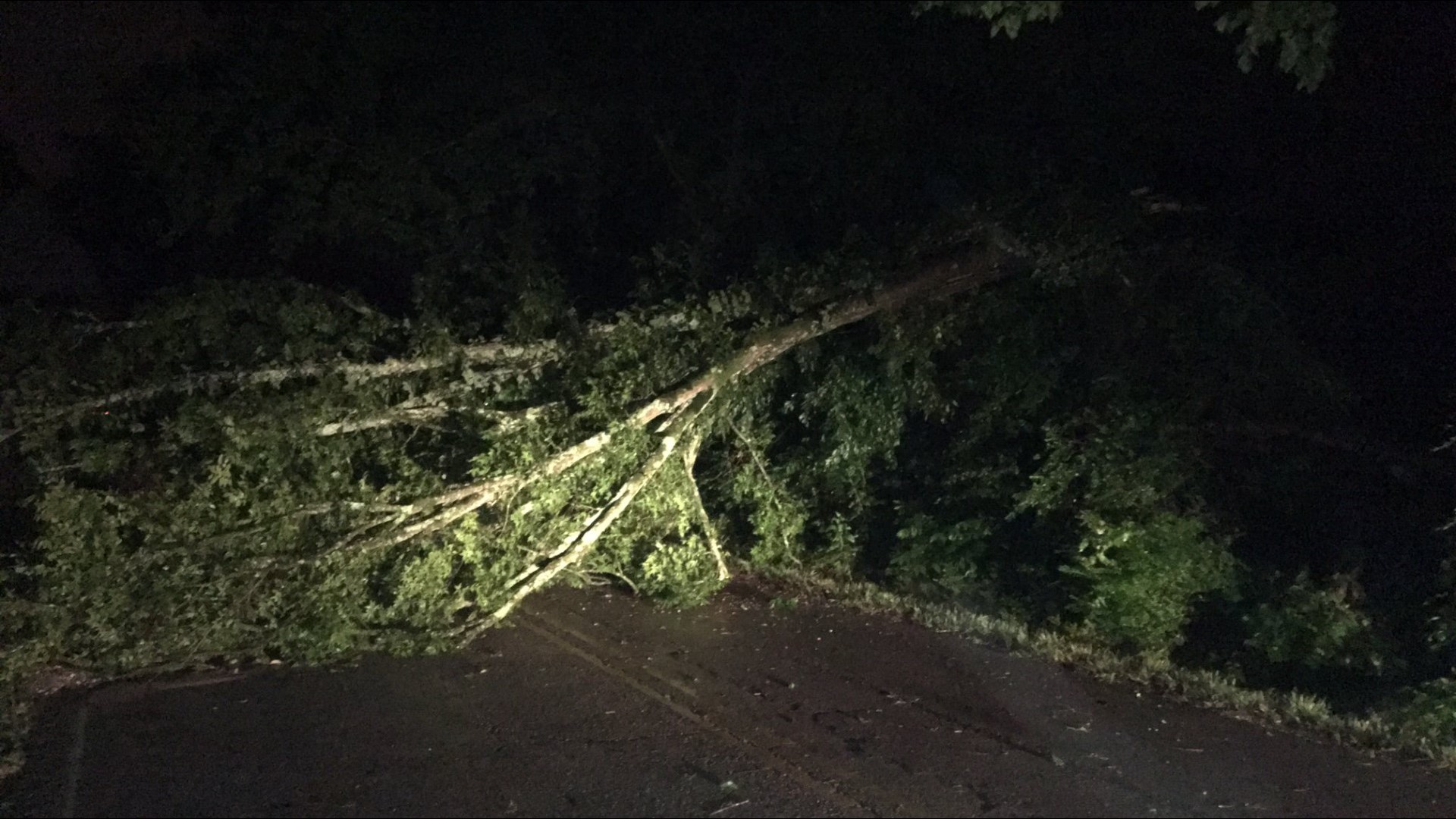 Tree limbs toppled, thousands lose power after powerful storms blow ...