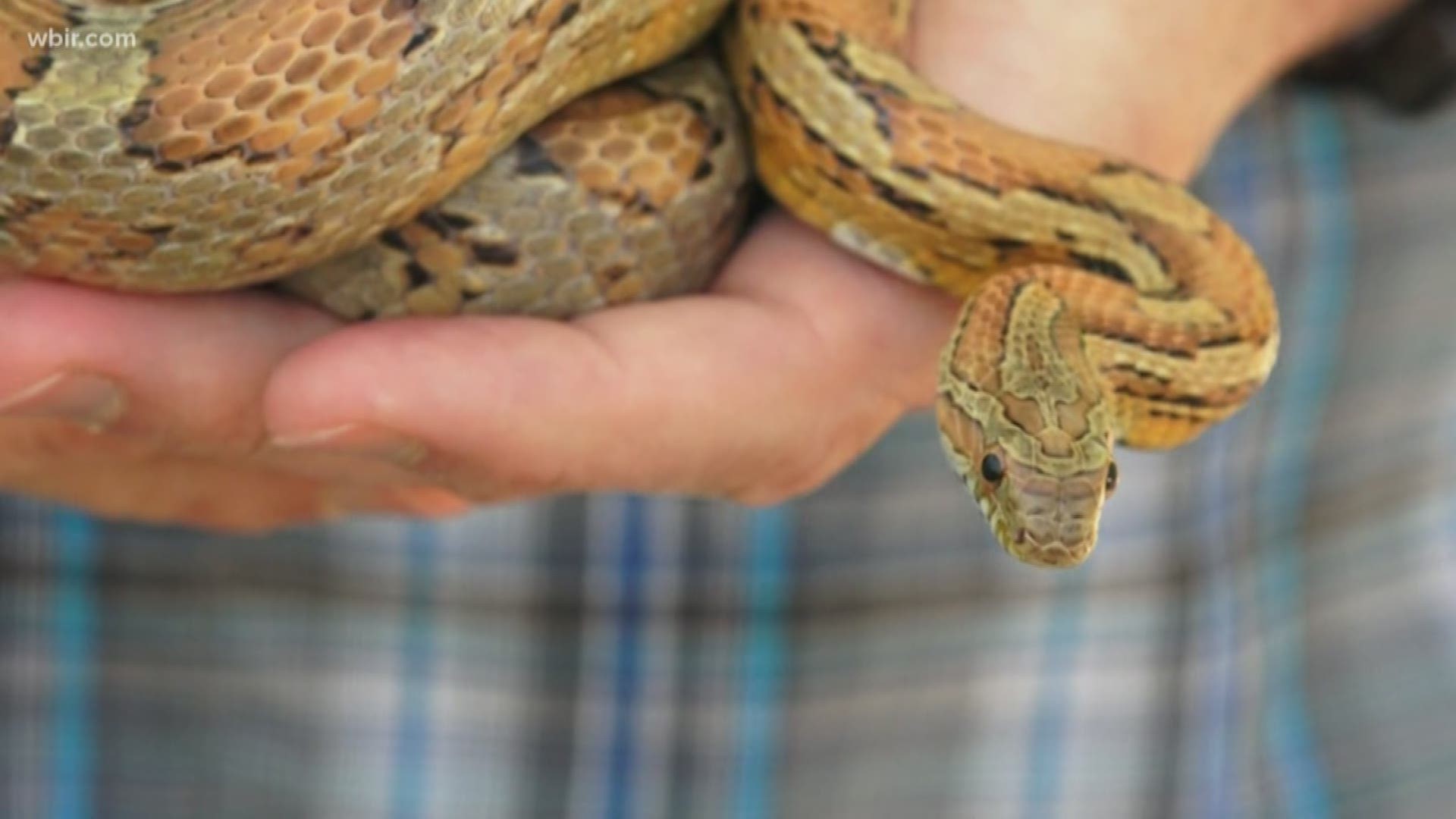 Mild winter sends snakes slithering in East Tennessee 