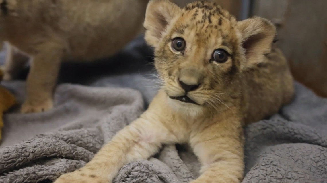 Zoo Knoxville welcomes new red panda and lion cubs | wbir.com