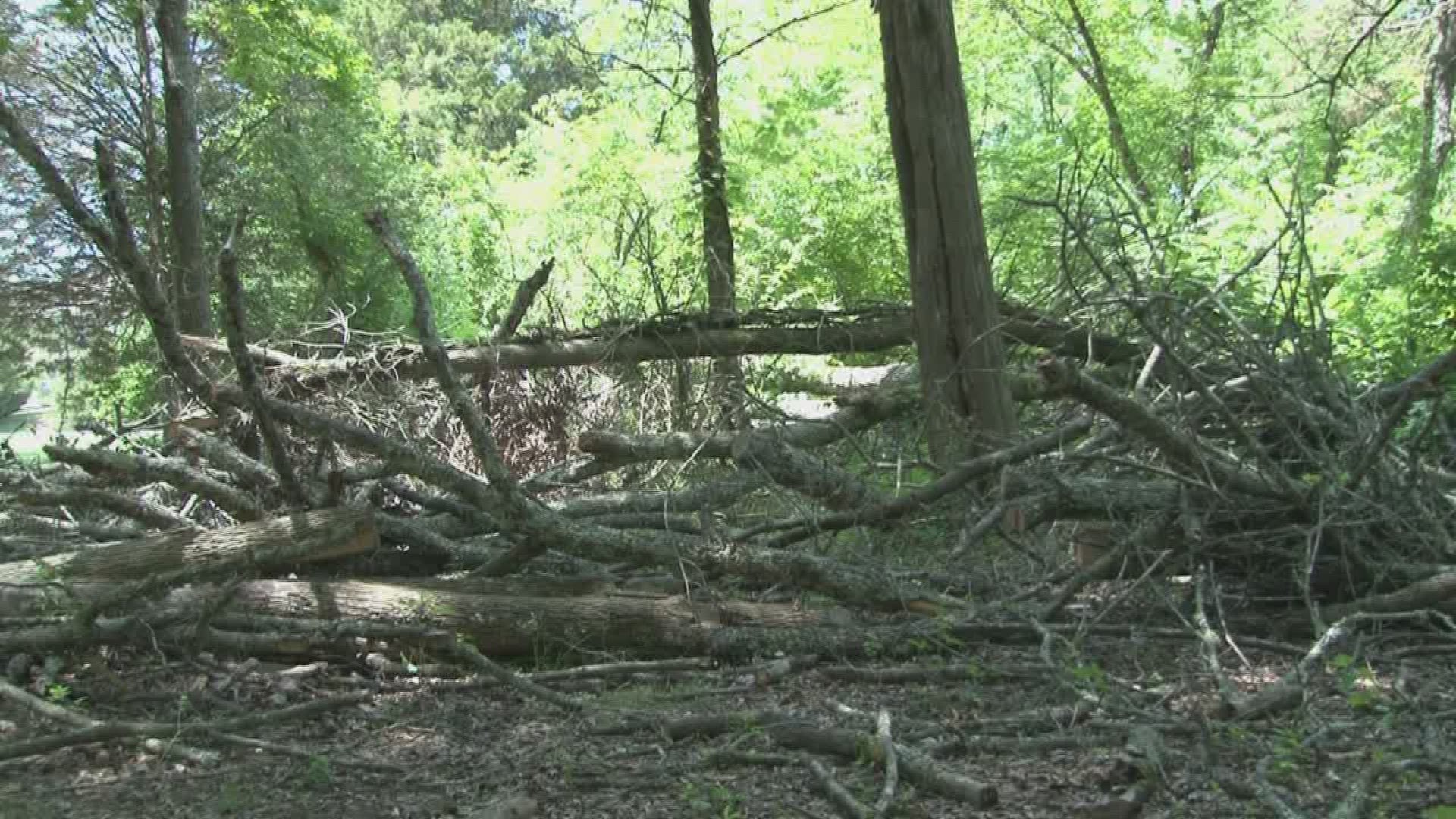 The grass and logs at the two city-owned disc golf courses in Oak Ridge have made it difficult for players to enjoy the course.
