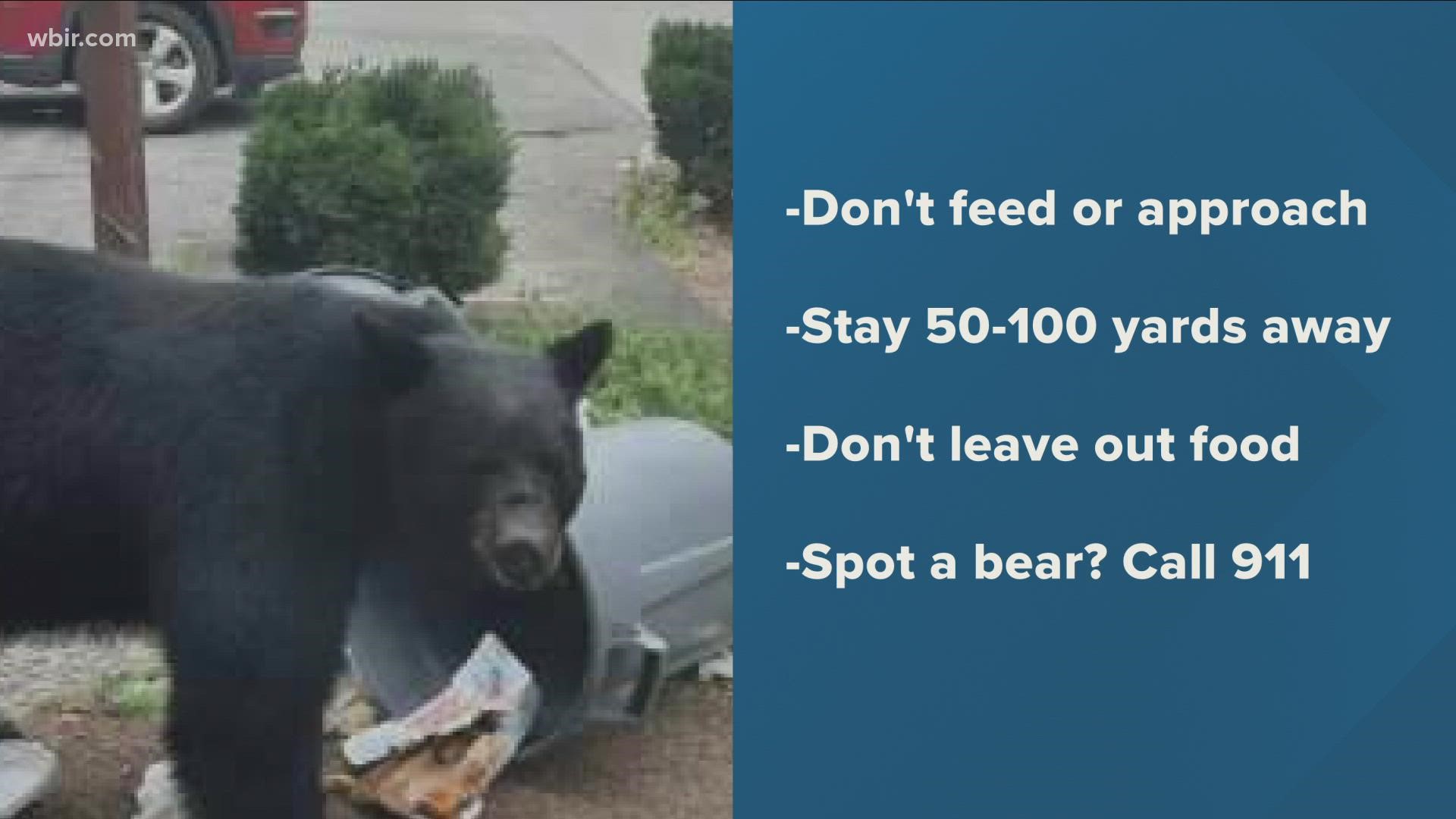 Park officials have closed down trails and prohibited food near the Blue Ridge Parkway. Park rangers are currently searching for the bear.