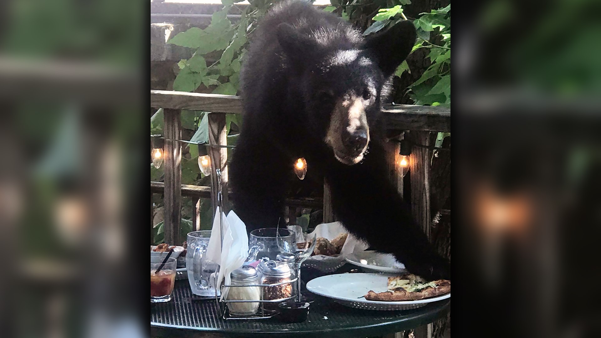 Bear feasts on pizza in downtown Gatlinburg | wbir.com