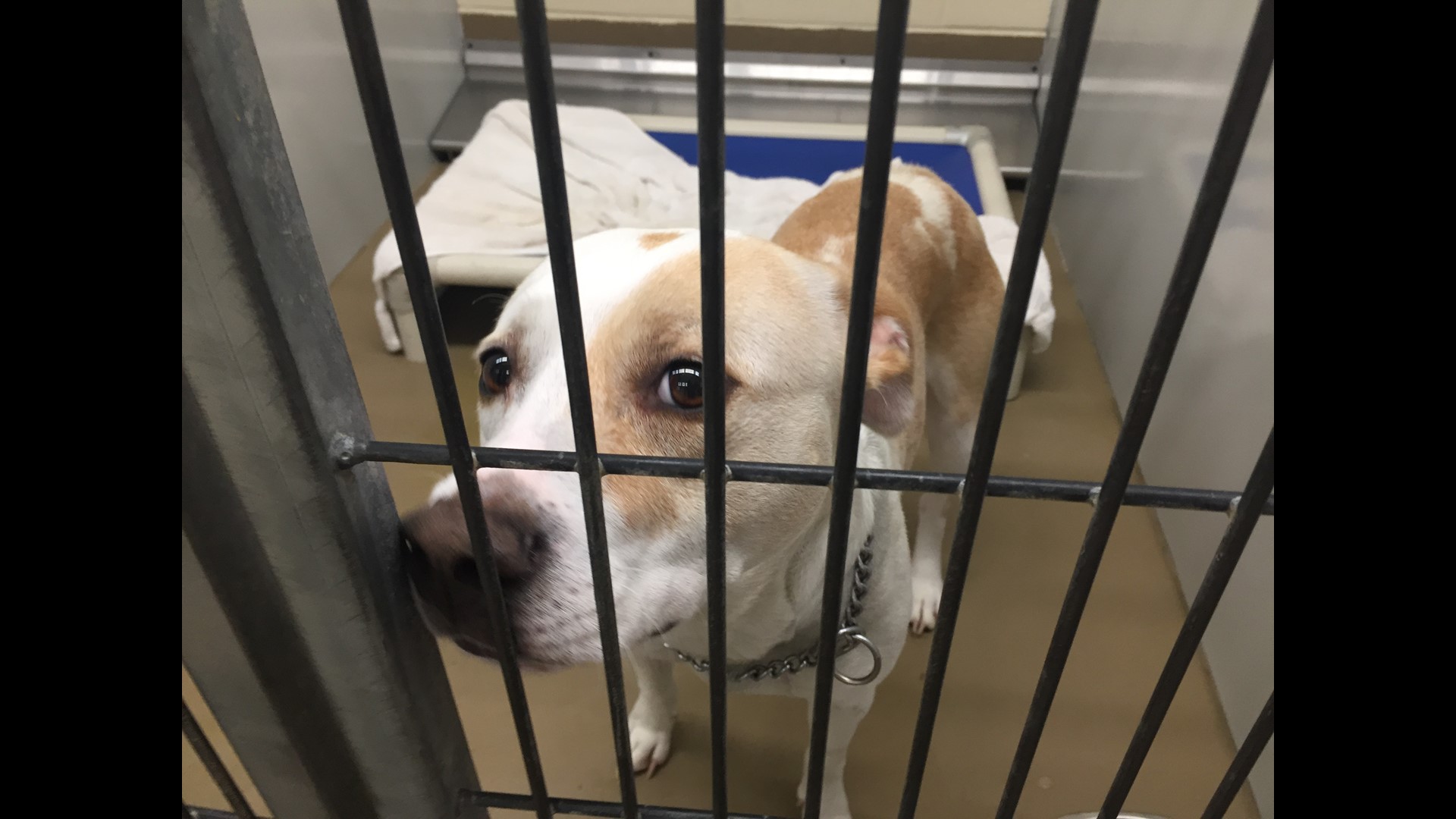 Clear the Shelters: Hundreds of pets find a forever home | wbir.com