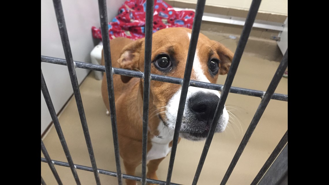 Clear the Shelters: Hundreds of pets find a forever home | wbir.com