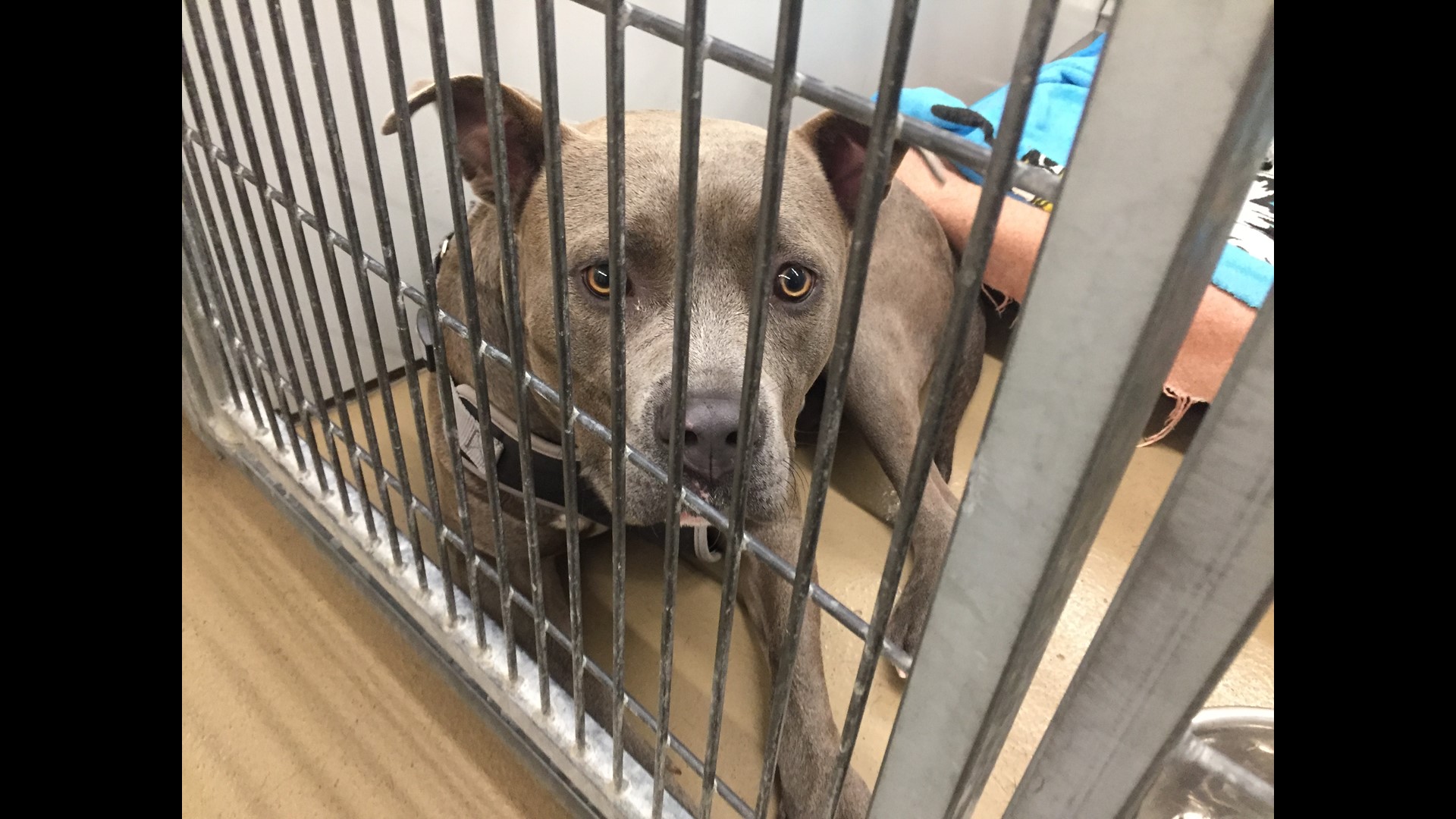 Clear the Shelters: Hundreds of pets find a forever home | wbir.com