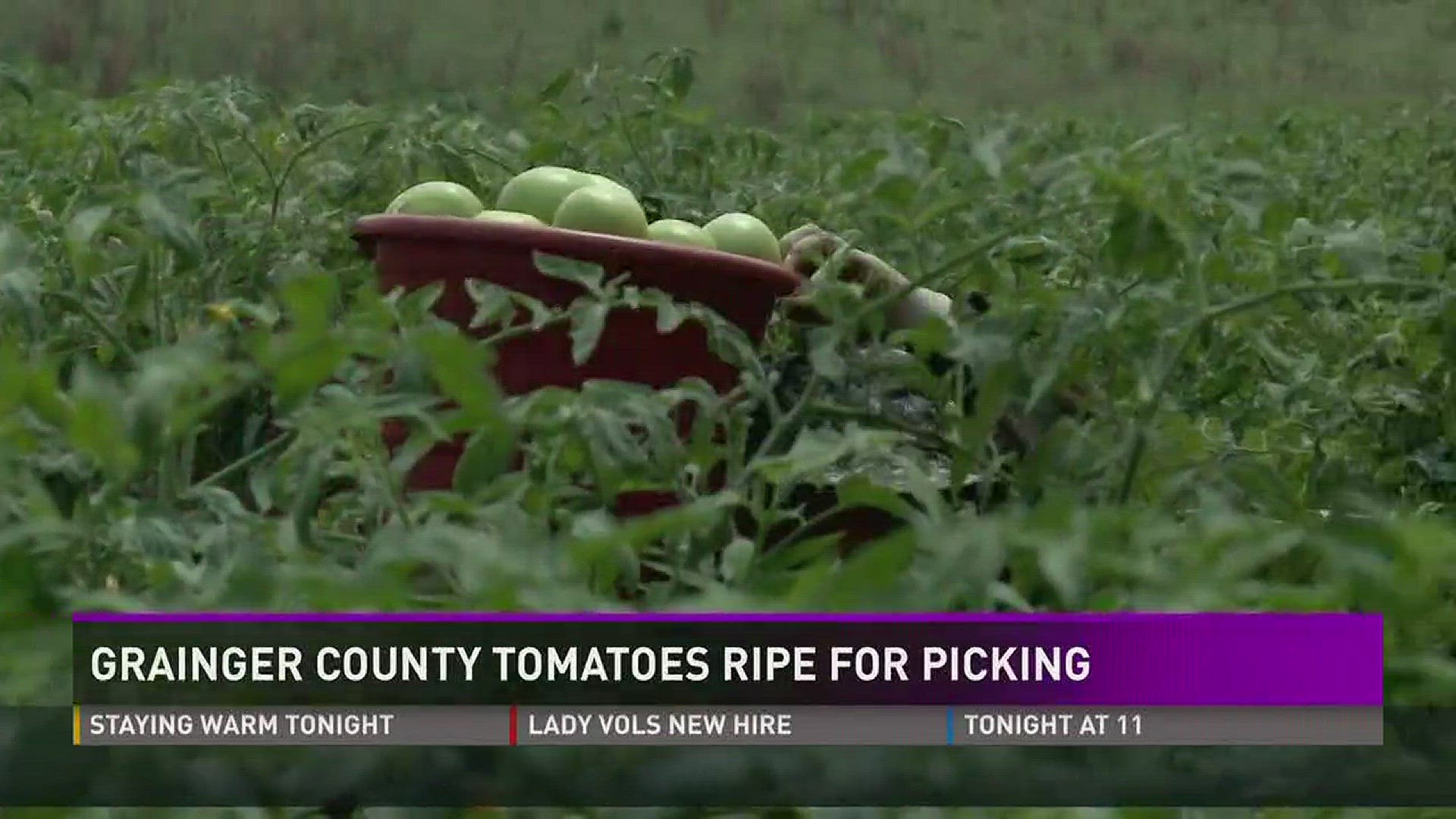 July 20, 2017: Longmire Farms in Grainger County says it's been a good year for their acres of tomato crops.