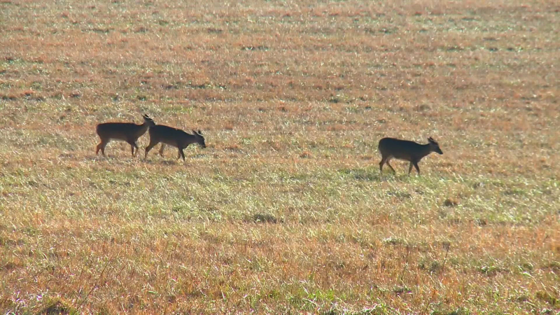 Tennessee will have a more regional-focused hunting season under changes planned by the Tennessee Wildlife Resources Agency.