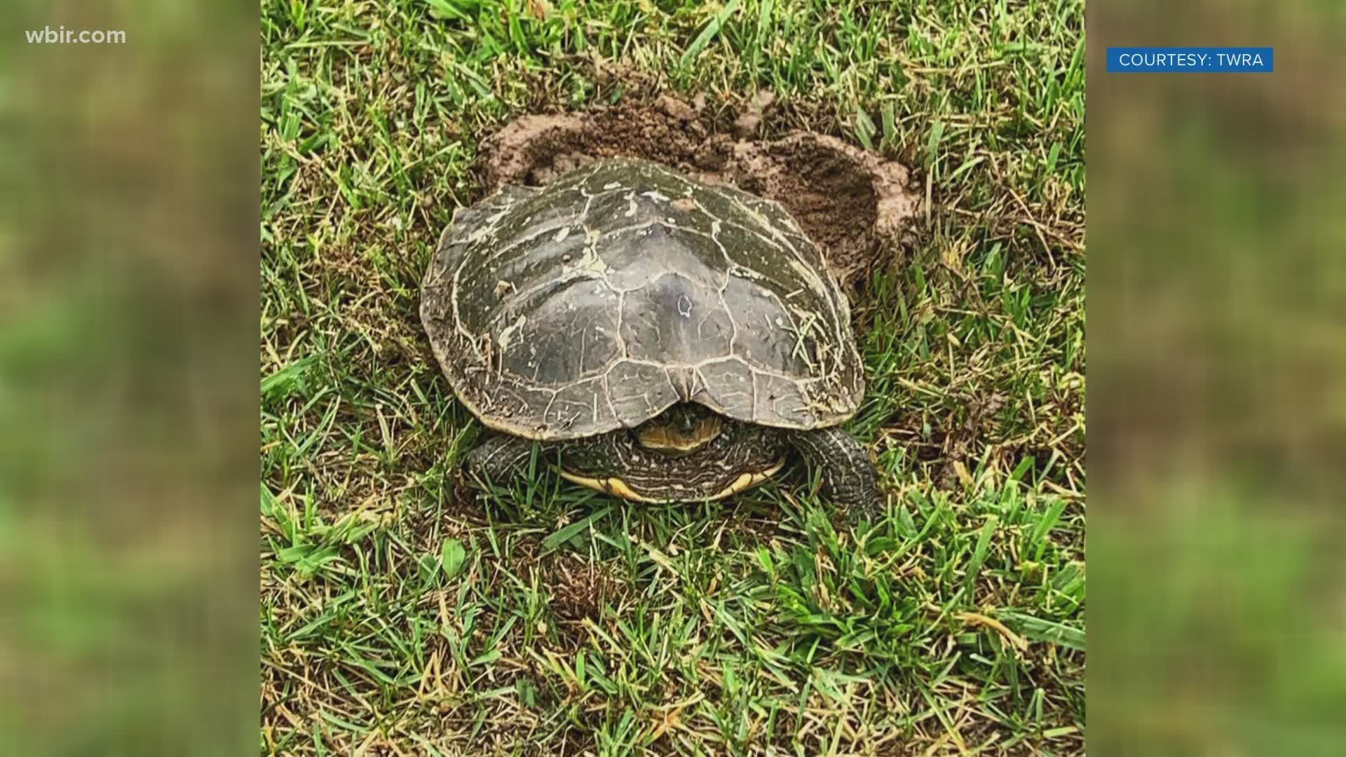 The Tennessee Wildlife Resources Agency said there's a good chance wandering turtles are females looking for somewhere to lay eggs.