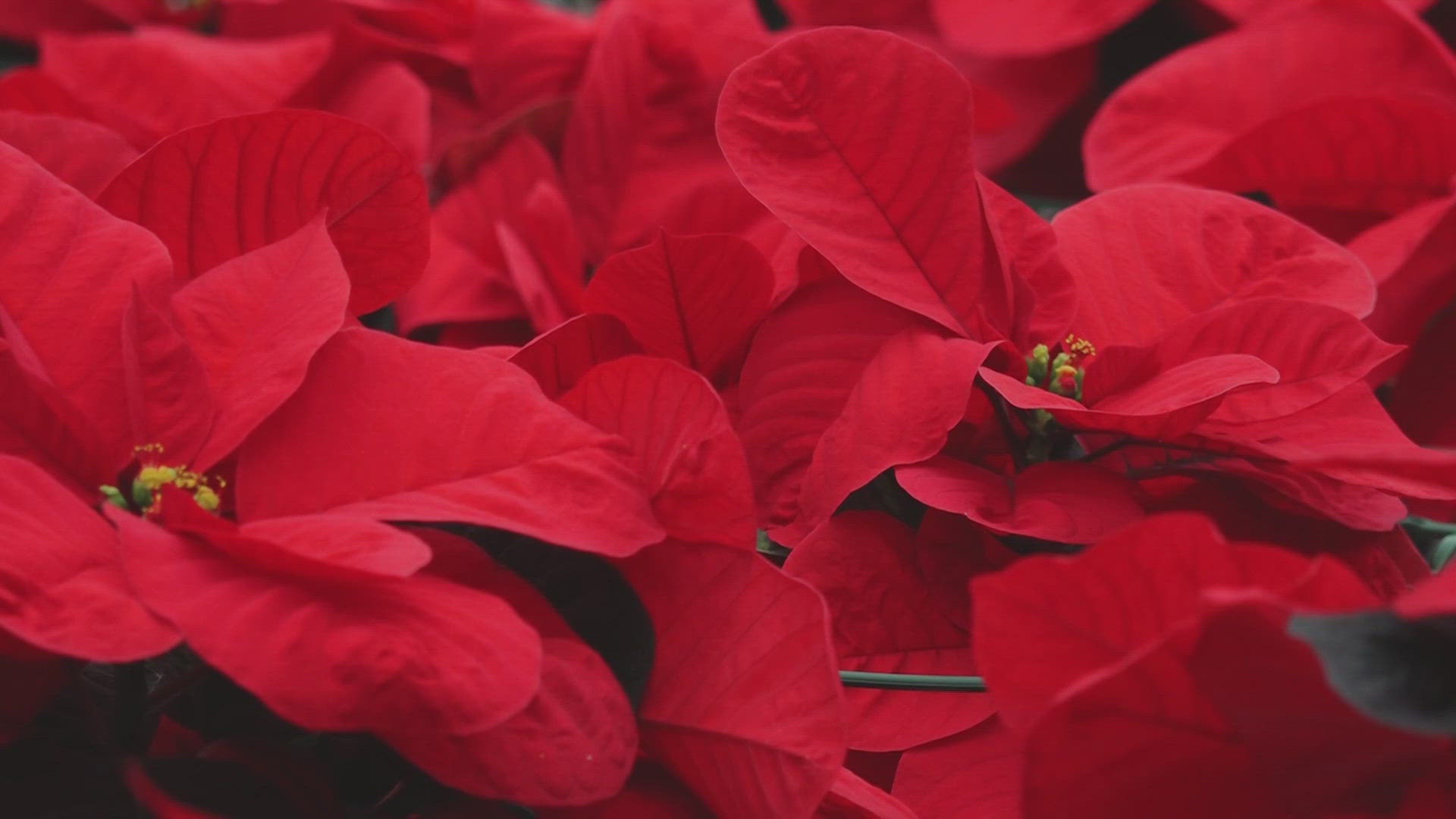 You can find red, pink, orange and white poinsettias at Stanley's Greenhouse.