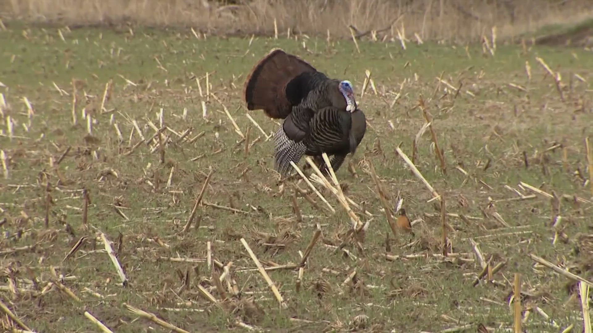 The Wild Turkey Program Coordinator for TWRA said he suspects West and Middle Tennessee will see the best harvest.