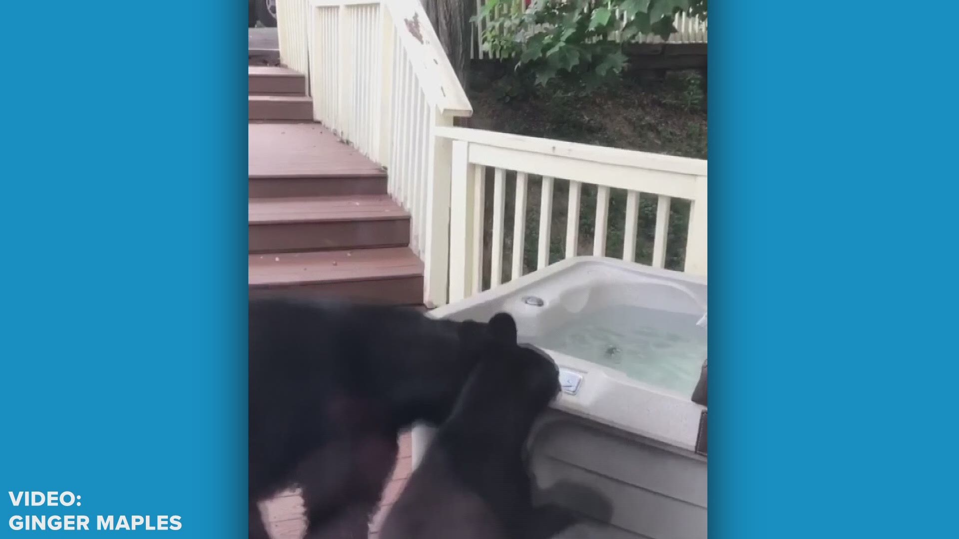 They were smarter than the average bear! A few bears decided to raid someone's hot tub in Gatlinburg to cool off on a particularly hot day.