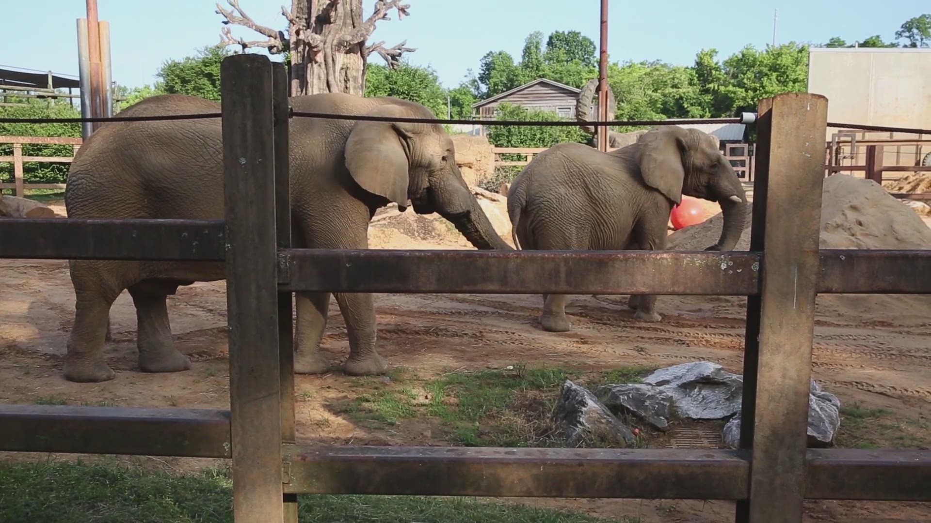 Zoo Knoxville's African elephants Tonka and Edie are now meeting for play dates and zoo staff are excited about the implications of their successful introduction.  Since their initial meeting, the pair have enjoyed regular play sessions where the very act