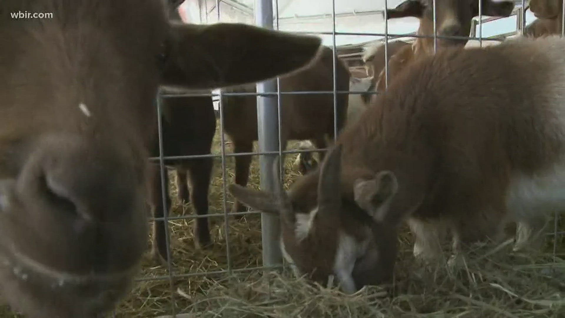 Two new goats at the Little Ponderosa Zoo and Rescue were rescued this weekend.