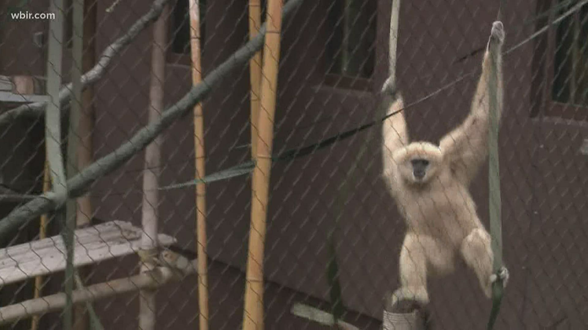 Zoo Knoxville reopened Monday under restrictions to promote social distancing.