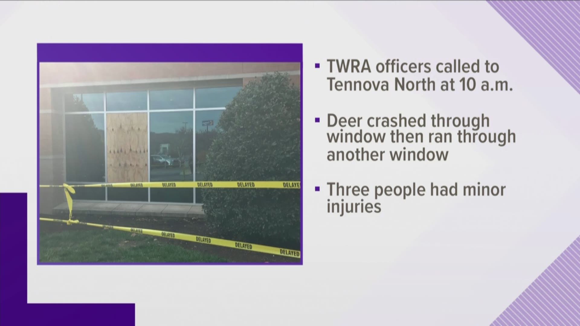 TWRA says a deer is dead after crashing through a window at a local hospital then being hit by a car.