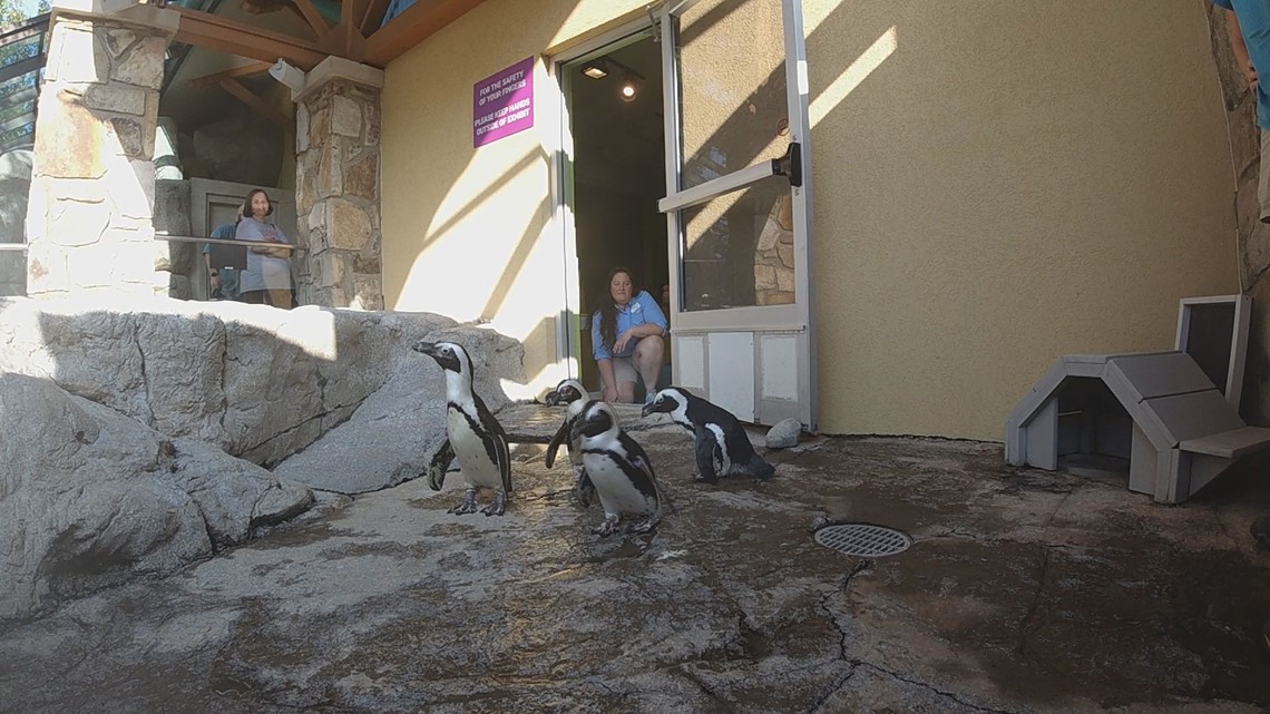 Zoo Knoxville Penguins arrive at their new home in Gatlinburg
