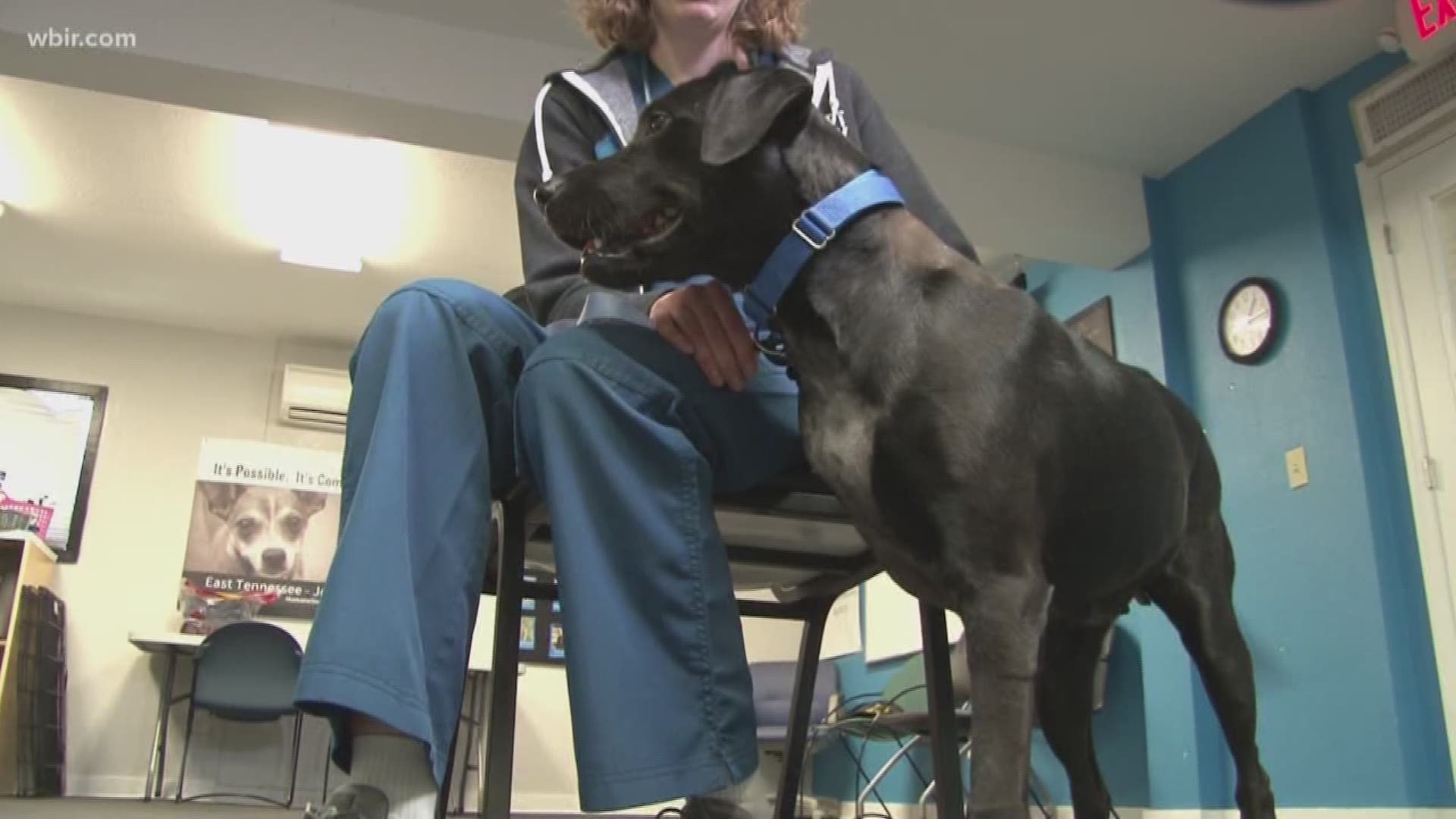 May 3, 2018: Maggie the dog lost her leg to a gunshot wound, and inspiring the staff at the Humane Society of the Tennessee Valley.