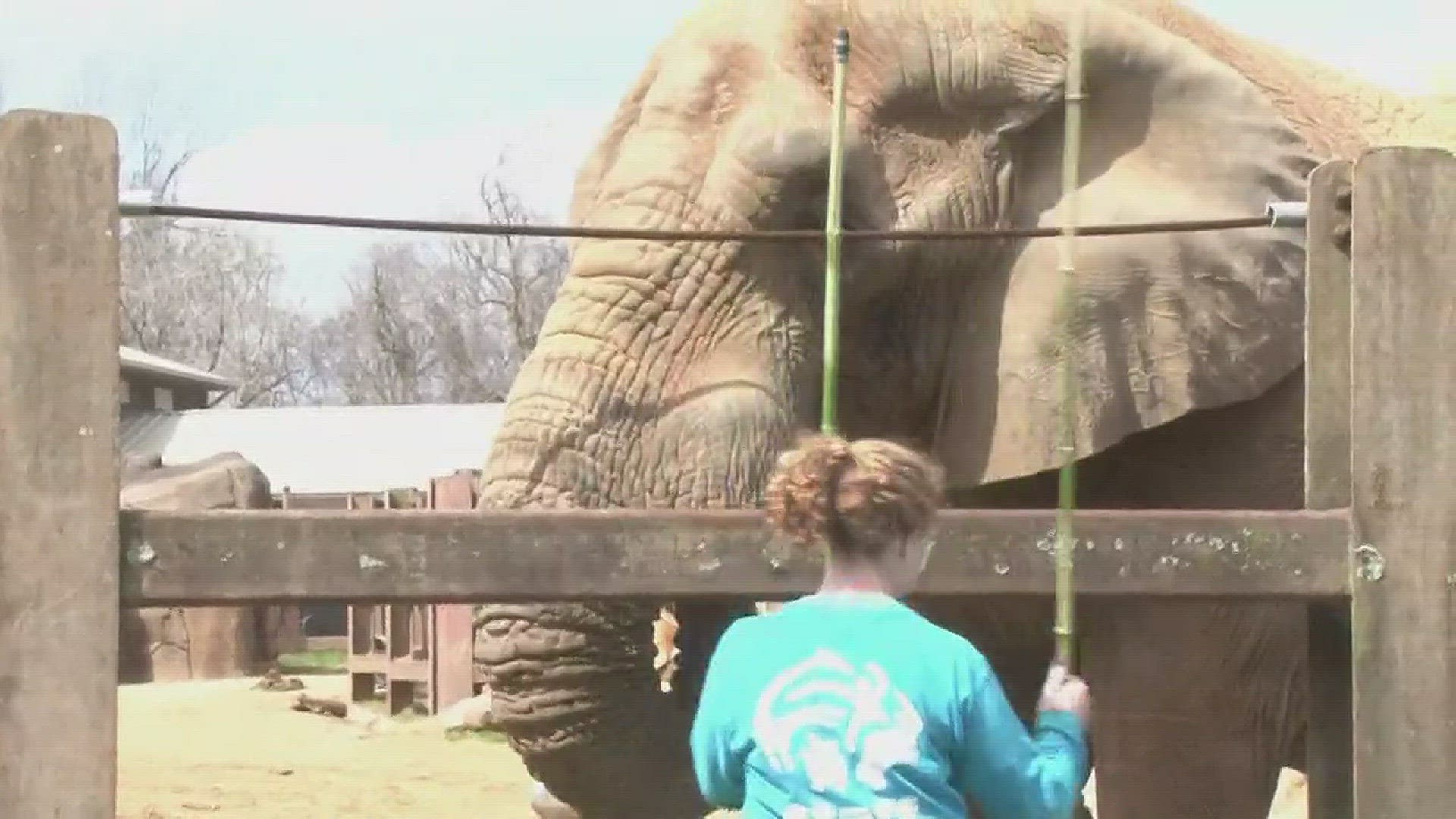 Zoo Knoxville's elephant just turned 40 years old.
