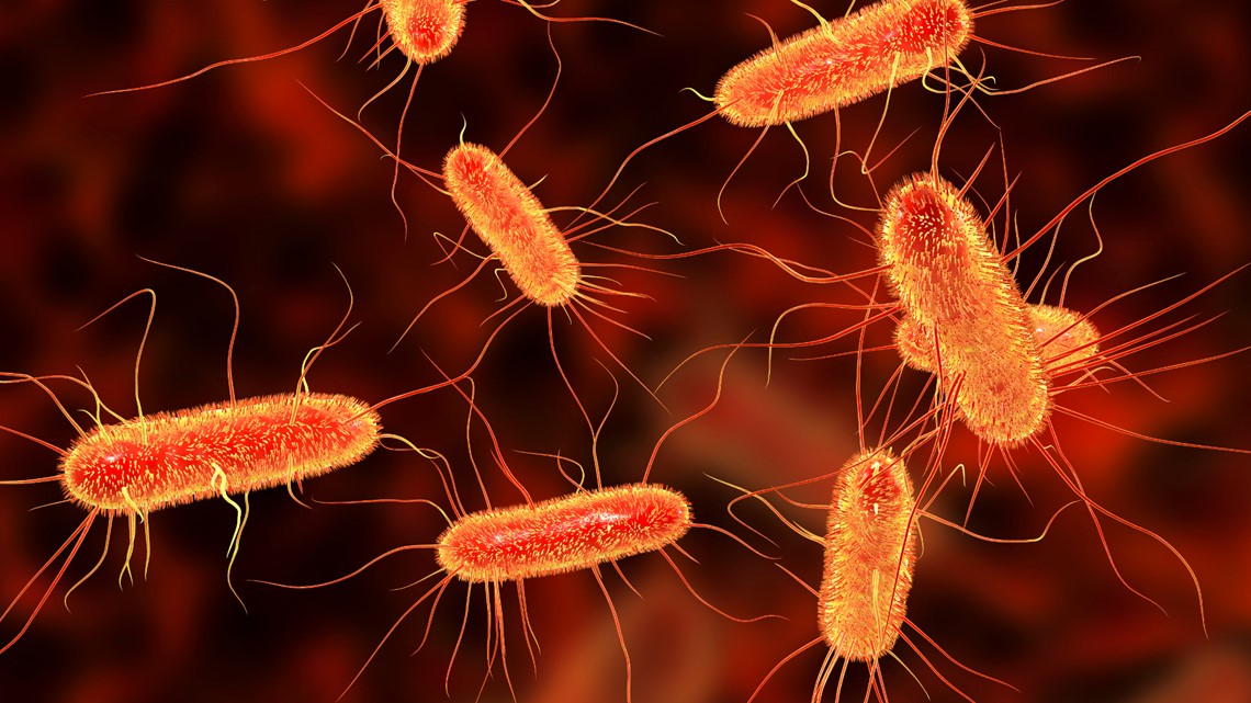 CDC Ground beef may be source of E. coli outbreak