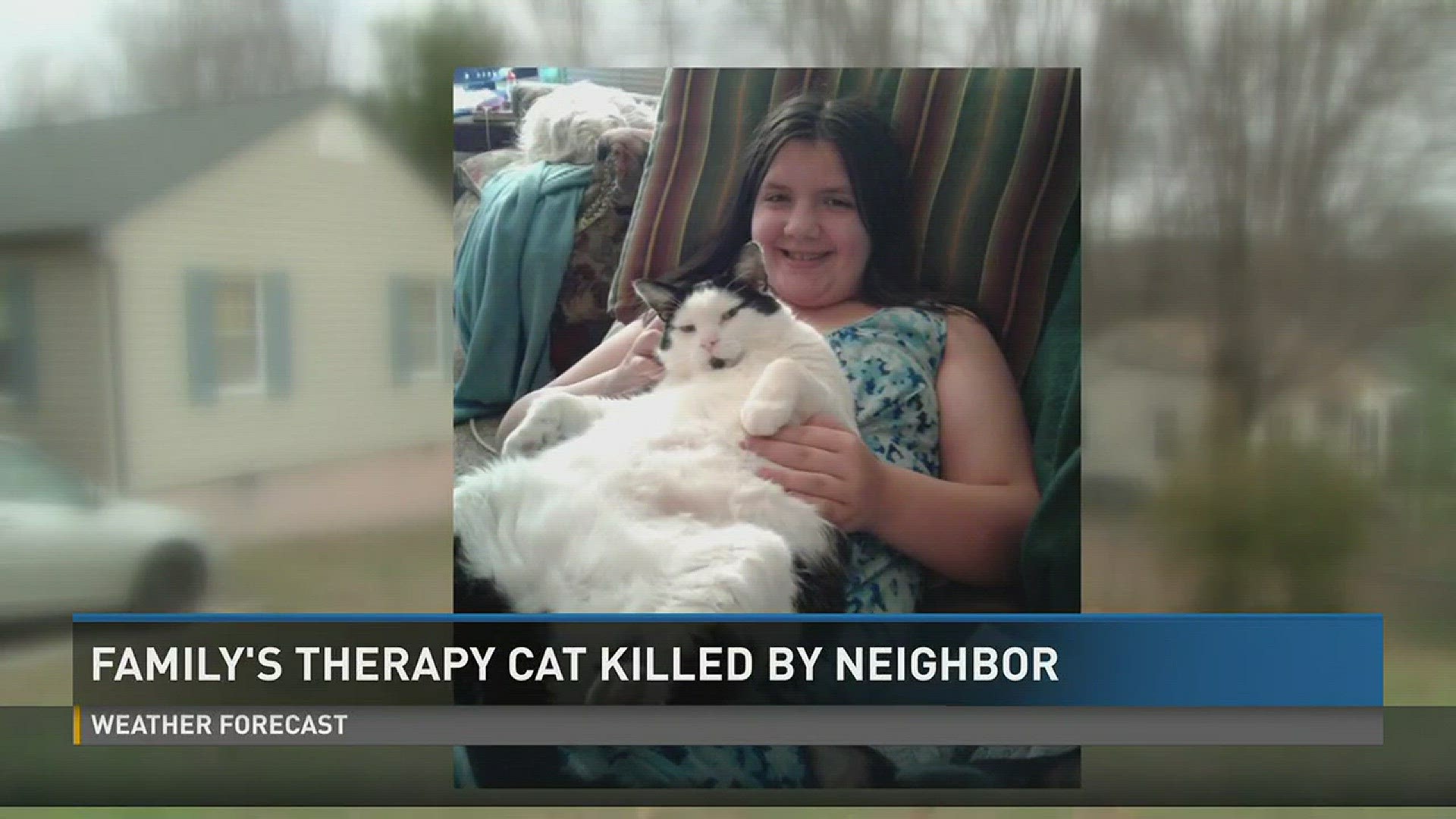 Feb. 2 2017: A family's cat was shot and killed by a neighbor when that cat entered his yard.