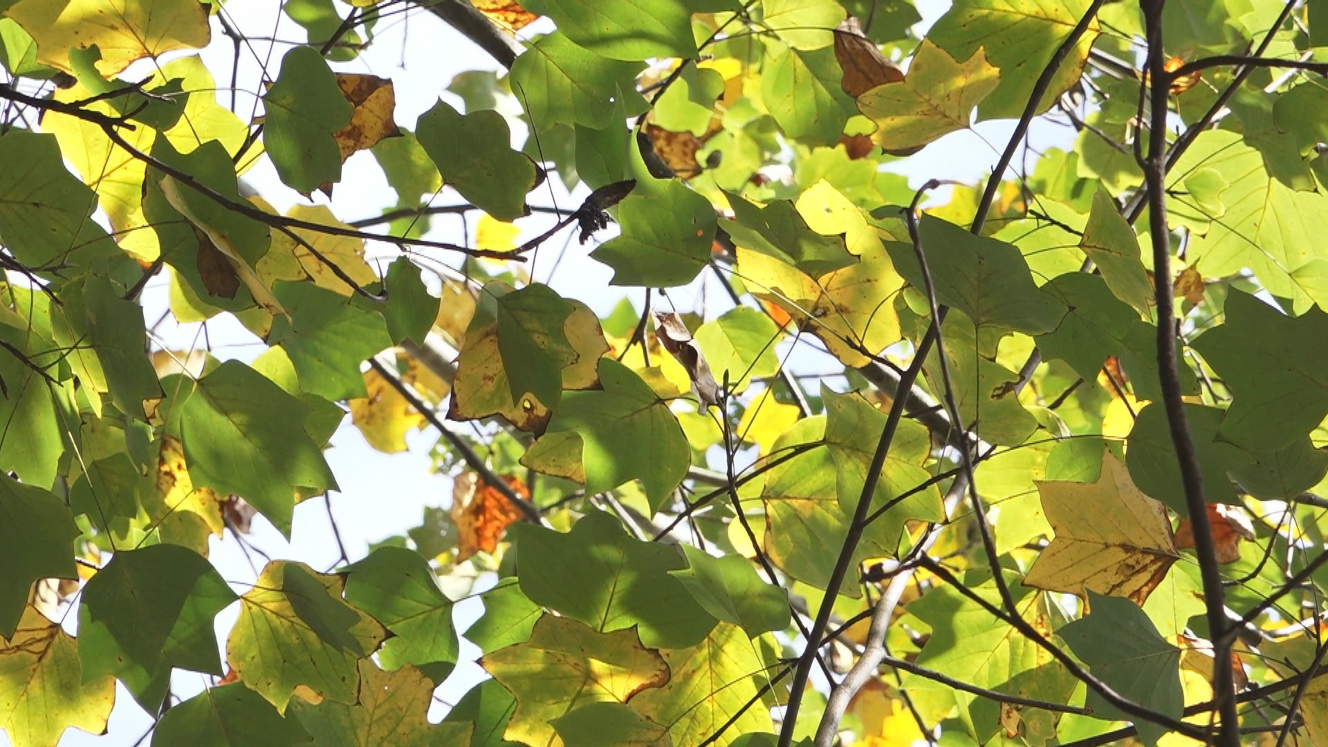 Abnormally hot weather and no rain heading into the fall of 2019 could impact the fall foliage. But we could still get some good color, just a little late.